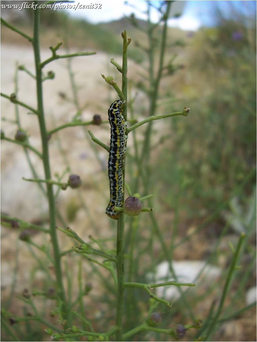 Altro bruco - Cucullia (Shargacucullia) blattariae